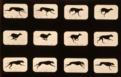 Greyhound, running 
